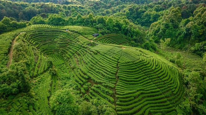 全国首款！“蒲江雀舌”茶叶真牛！(图3)