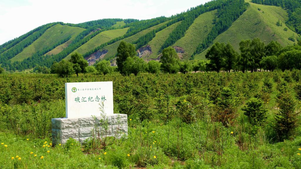 习近平总书记关切事｜释放森林“宝库”发展潜能(图8)